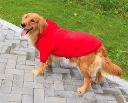 perros2.jpg