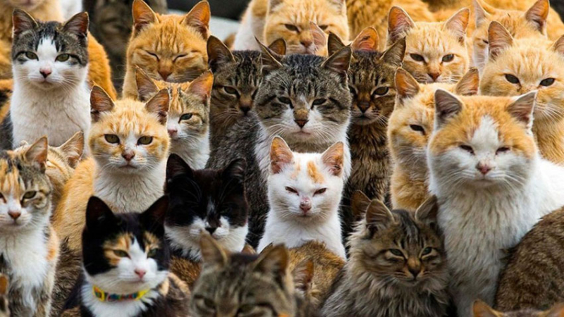 Hoy se celebra el Día internacional del gato