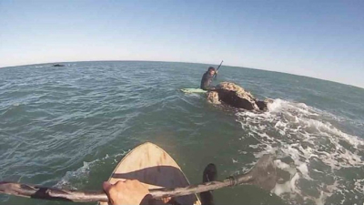 Monte Hermoso: dos amigos paseaban en el mar y se encontraron con 12 ballenas