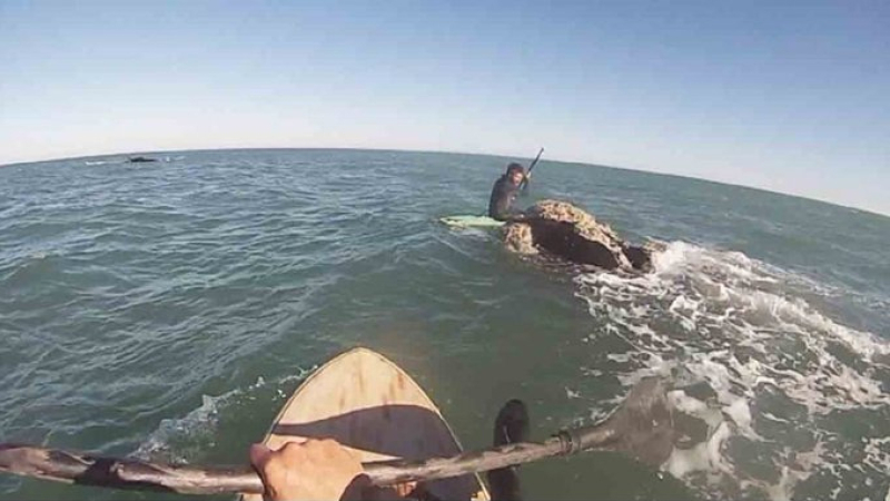 Monte Hermoso: dos amigos paseaban en el mar y se encontraron con 12 ballenas