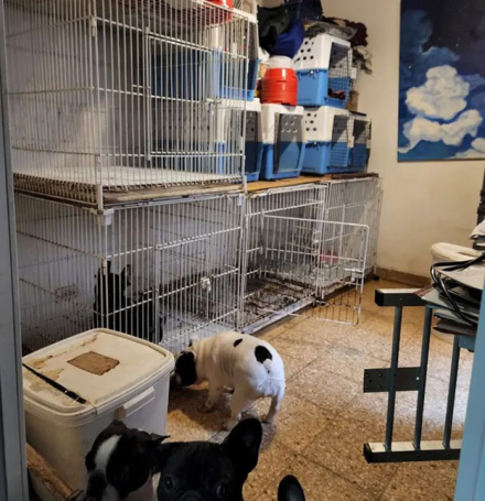 perros-villa-crespo.jpg