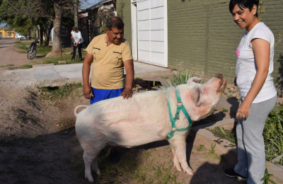 Una familia adoptó un cerdo y es la atracción en Sáenz Peña
