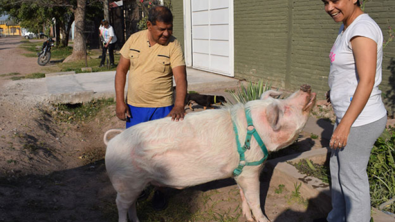 Una familia adoptó un cerdo y es la atracción en Sáenz Peña