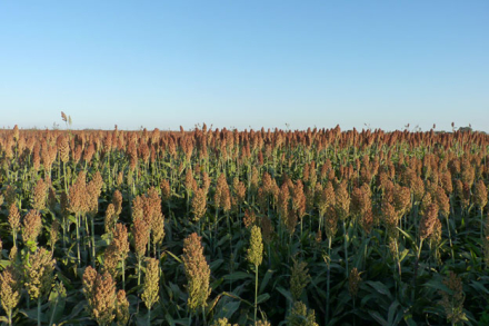 sorgo.JPG