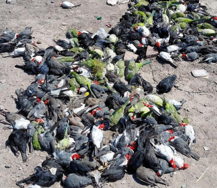pajaros muertos.jpg copy copy