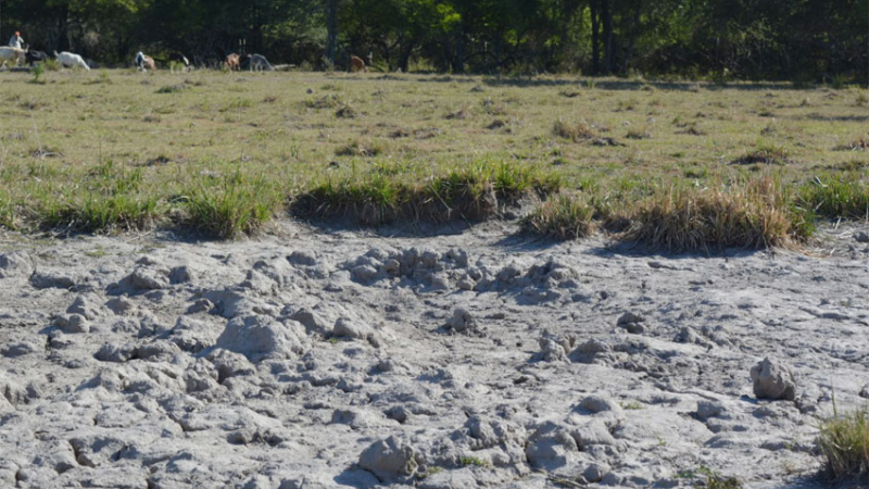 La agricultura familiar sufre las consecuencias de los períodos de seca
