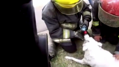 Bomberos rescataron un perro en medio de un incendio en Córdoba 