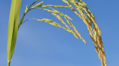 Arroz: productores de Corrientes esperan también la lluvia