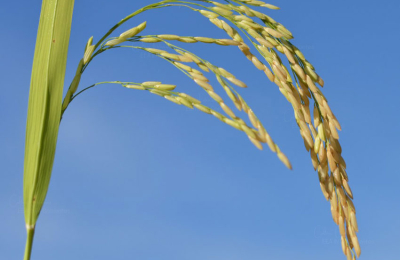 Arroz: productores de Corrientes esperan también la lluvia