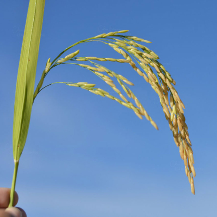 el-arroz.jpg
