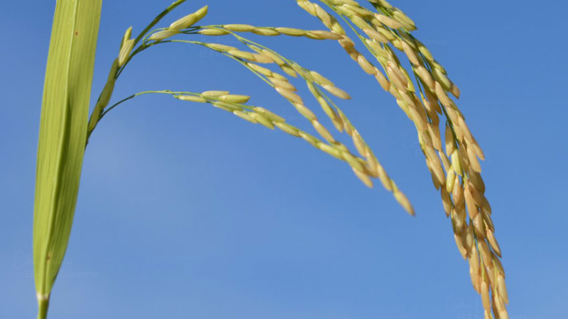 Arroz: productores de Corrientes esperan también la lluvia