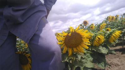 El girasol en espera de la lluvia
