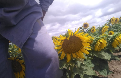 El girasol en espera de la lluvia