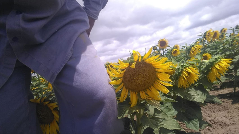 El girasol en espera de la lluvia