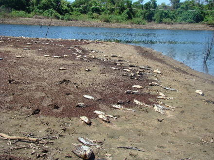 peces muertos.jpg