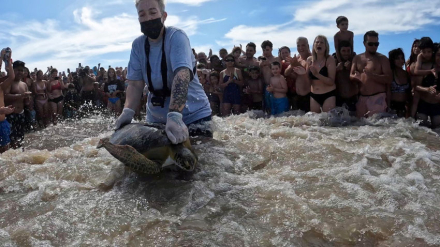 tortugas.jpg