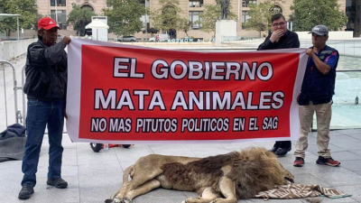 Chile: león muerto protagoniza protesta frente a La Moneda