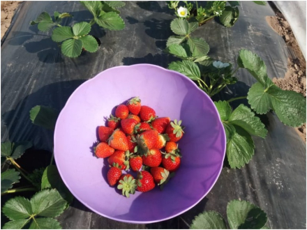 frutillazzz.jpg