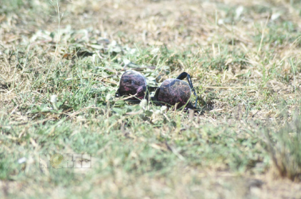63.jpg