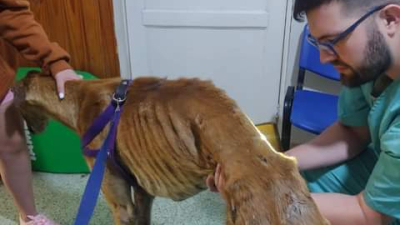 Solicitan ayuda para un perrito abandonado en estado de recuperación