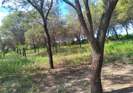 bosques2.jpg