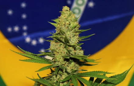 brasil cannabis4.jpg