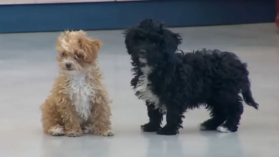 El reencuentro de Mora y Caramelo, los perritos de Gran Hermano