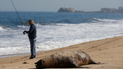 Chile confirmó la muerte de más de 70 lobos marinos