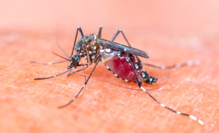 mosquito.JPG