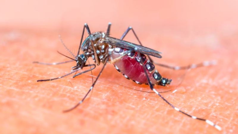Explosivo crecimiento de casos de Dengue en el Chaco
