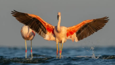 Turismo de aves, un éxito rotundo