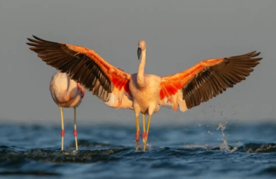 Turismo de aves, un éxito rotundo