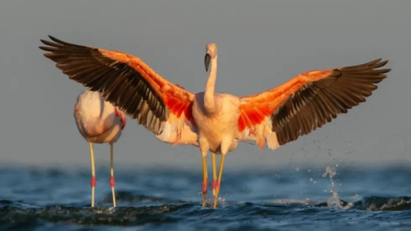 Turismo de aves, un éxito rotundo