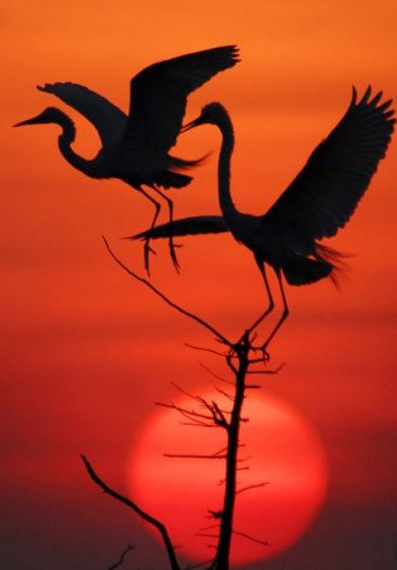 AVES12.jpg