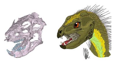 Científicos argentinos reconstruyeron el cráneo de un dinosaurio patagónico