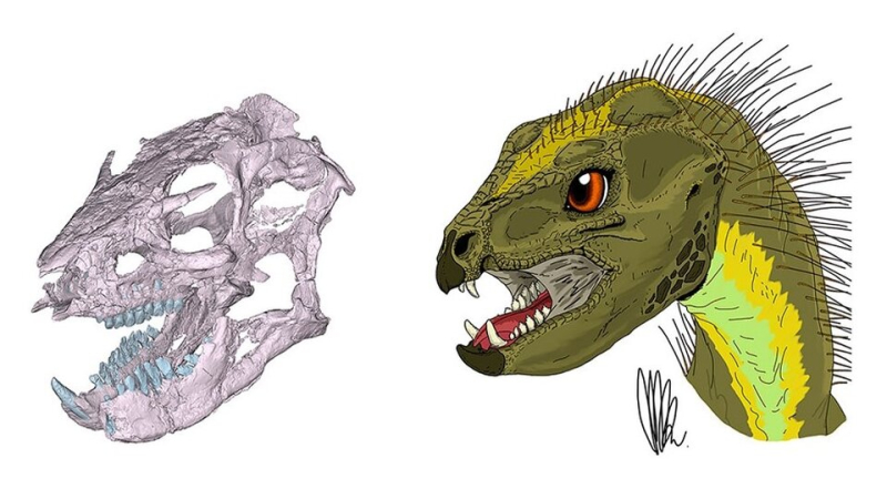 Científicos argentinos reconstruyeron el cráneo de un dinosaurio patagónico