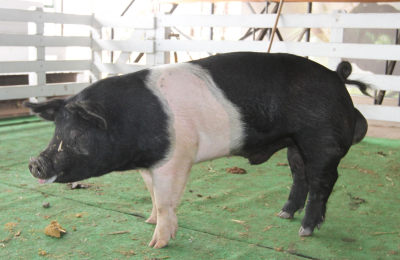 Pagan 420.000 pesos por un cerdo de la raza Hampshire