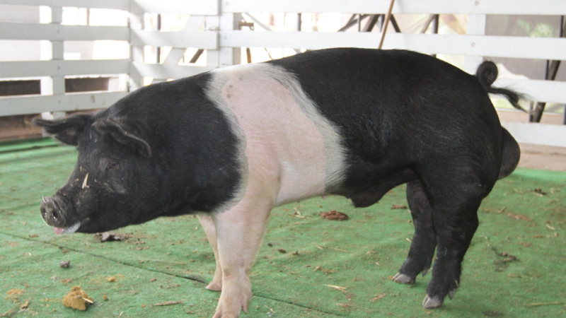 Pagan 420.000 pesos por un cerdo de la raza Hampshire