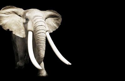 Un elefante en la habitación