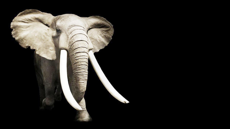 Un elefante en la habitación