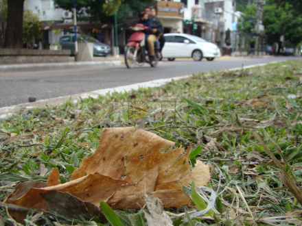 otoño .JPG