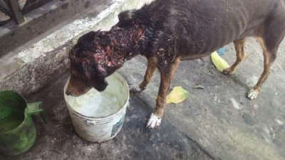Campaña solidaria para salvar a Fiona, una perrita abandonada y quemada