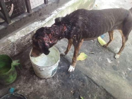 perrita quemada 3.jfif