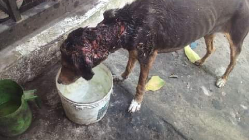 Campaña solidaria para salvar a Fiona, una perrita abandonada y quemada