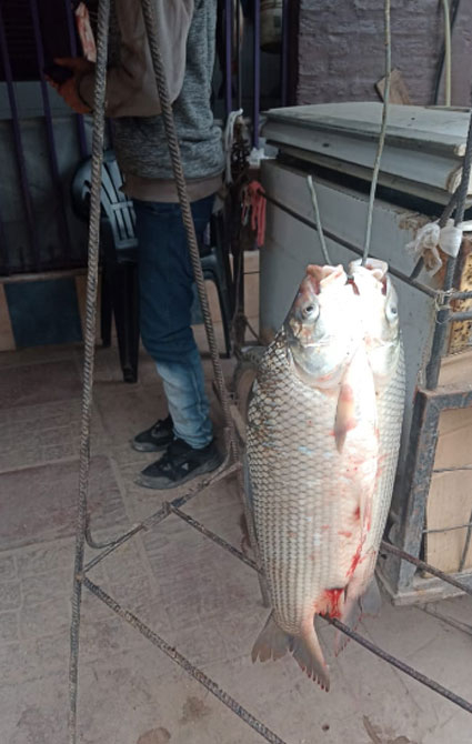 pescado3.jpg
