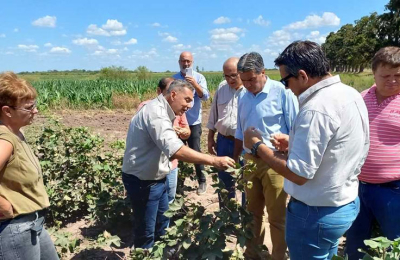 Feed back algodonero: de la semilla al hilo, este viernes 4