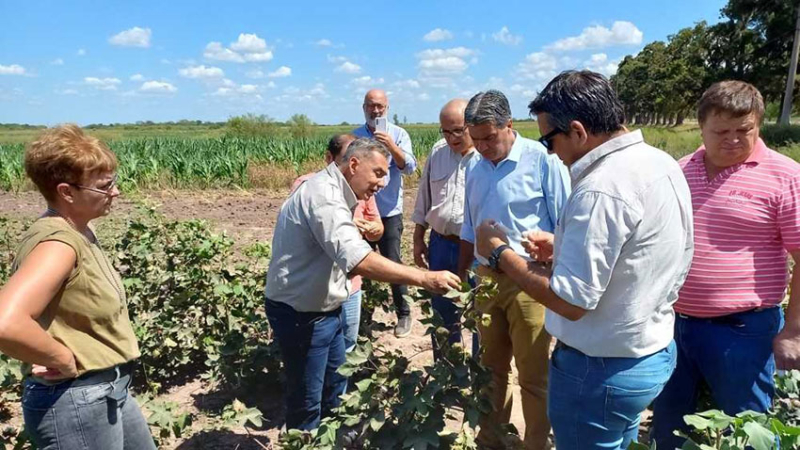 Feed back algodonero: de la semilla al hilo, este viernes 4