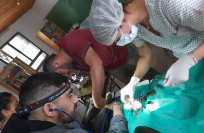 Operativo de veterinarios solidarios en el Impenetrable