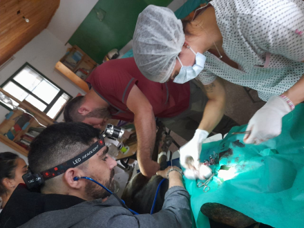 veterinarios impenetrable.jpeg