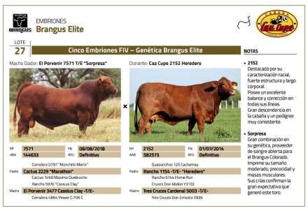 Corral-27,-5-embriones-brangus-colorados-de-la-donante-más-fértil-de-la-cabaña-x-Sorpresa,-uno-de-los-toros-del-momento.jpg